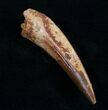 Spinosaurus Tooth #10488-2